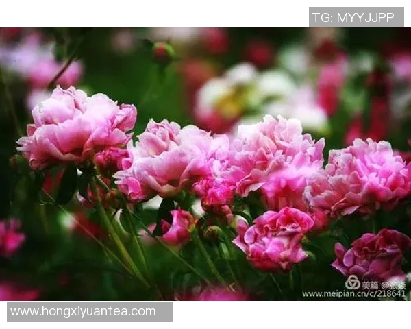 深度对话陈敏的网球人生与梦想追逐的心路历程